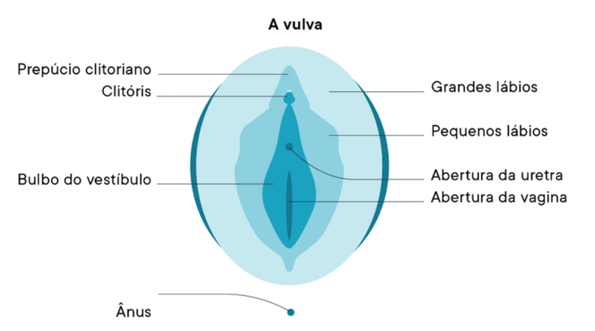 Uma ilustracao de cor azulada arredondada no desenho de uma vulva azul com anotacoes, mostrando onde ficam os grandes e pequenos labios, abertura da uretra e da vagina, o prepucio clitoriano, clitoris, bulbo do vestibulo e o anus da mulher