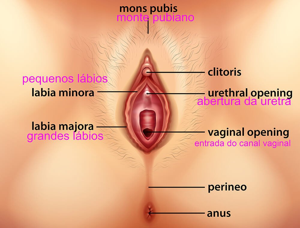 infografico ilustrando a anatomia da vulva
